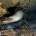 lion_sea_galapagos_cou_v_0193_ecu1298.jpg